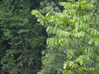Chinese wielewaal [Oriolus chinensis]